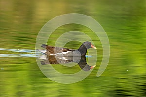 common moorhen swimming in the lake