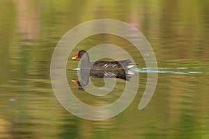 common moorhen swimming in the lake