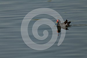 common moorhen swimming in the lake