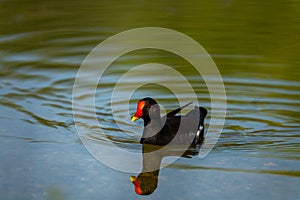 common moorhen swimming in the lake