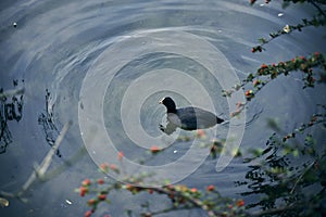Common moorhen swimming in a lake