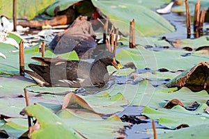 Common Moorhen swimming in lotus pond finding food under lotus leaves