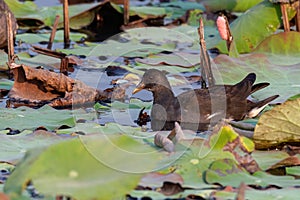 Common Moorhen swimming in lotus pond finding food under lotus leaves