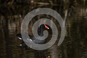 Common Moorhen Swimming, Merritt Island National Wildlife Refuge