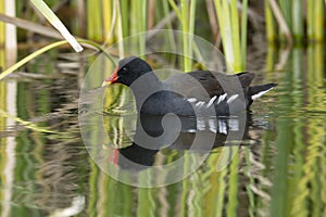 A Common Moorhen Swimming in a Pond