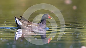 Common moorhen swimming in pond