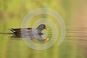 A common moorhen swimming in a pond in the city.