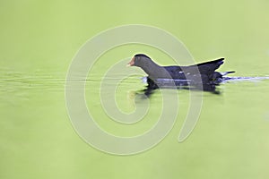 A common moorhen swimming in a pond in the city.