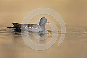 A common moorhen swimming in a pond in the city.