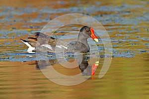 A common moorhen swimming in a pond, South Africa