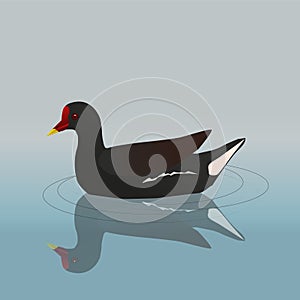 Common moorhen swimming with reflection