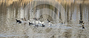 Common Moorhen swimming and running in the water