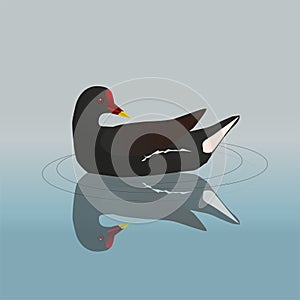 Common moorhen swimming in the water