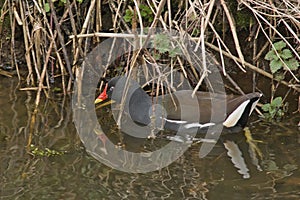 Common moorhen swimming in the water