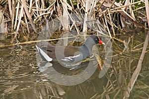 Common moorhen swimming in the water