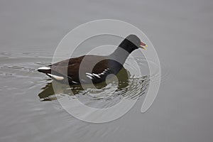 common moorhen swimming in the water of a lake