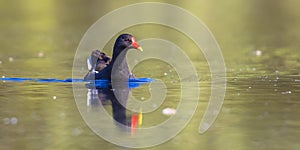 Common moorhen swimming in water of pond