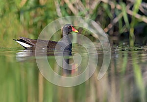 Common Moorhen swims on colorful river in noon time