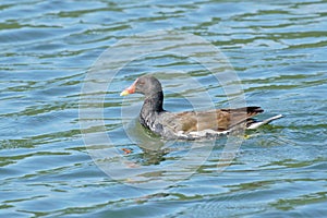 common moorhen swims in a lake, Gallinula chloropus Rallidae photo