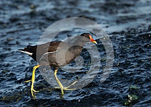 Common Moorhen at Tubli bay in the monring light, Bahrain