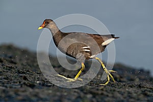 Common Moorhen at Tubli bay in the monring light, Bahrain