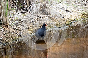 Common Moorhen at the Water\'s Edge