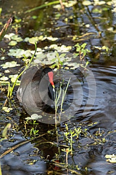 Common moorhen waterfowl Gallinula chloropus swims in a marsh