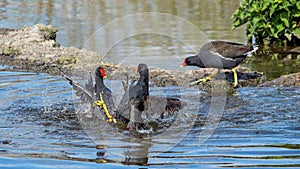 Common Moorhens - Gallinula chloropus fighting for nesting territory.