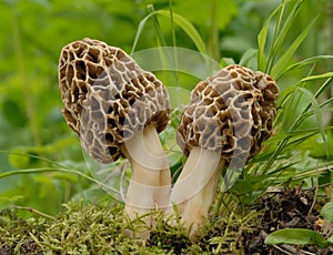 Common morel fungus (Morchella esculenta)