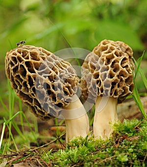 Common morel fungus (Morchella esculenta)