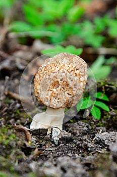 Common morel grown in forest at spring