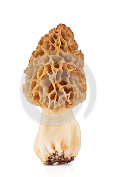 Common morel (Morchella esculenta) isolated on white