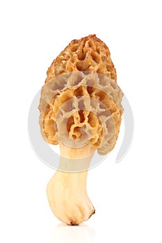 Common morel (Morchella esculenta) isolated on white