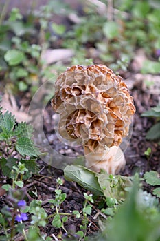 Common morel mushroom Morchella esculenta on forrest floor
