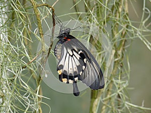 Common Morman Butterfly