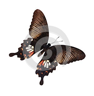 The common mormon butterfly