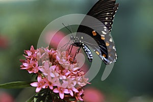 Common Mormon Butterfly