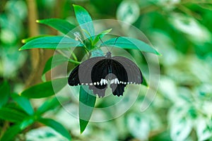 Common Mormon butterfly Papilio polytes