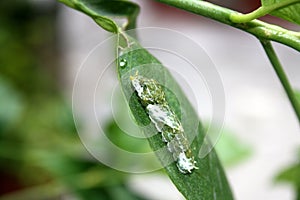 Common Mormon butterfly (Papilio polytes) caterpillar in 4th instar stage : (pix Sanjiv Shukla)