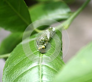 Common Mormon butterfly (Papilio polytes) caterpillar in 4th instar stage : (pix Sanjiv Shukla)