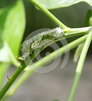 Common Mormon butterfly (Papilio polytes) caterpillar in 4th instar stage : (pix Sanjiv Shukla)