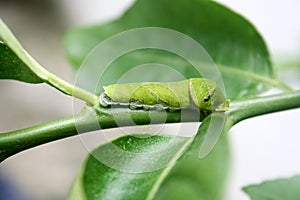 Common Mormon butterfly (Papilio polytes) caterpillar in 5th and final instar stage : (pix Sanjiv Shukla)