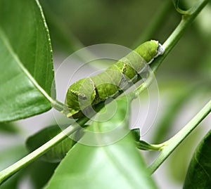 Common Mormon butterfly (Papilio polytes) caterpillar in 5th and final instar stage : (pix Sanjiv Shukla)