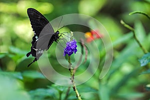 Common Mormon butterfly Papilio polytes drinking on plant