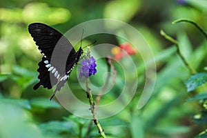 Common Mormon butterfly Papilio polytes drinking on plant