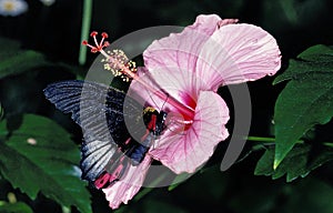Common Mormon Butterfly, papilio polytes standing on Hibiscus Flower