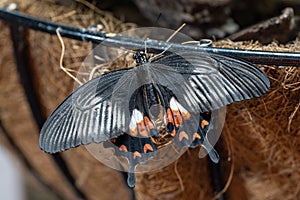 Common Mormon Butterfly Paplio polytes a black swallowtail butterfly close up