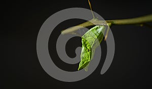 Common Mormon cocoon on citrus plant branch, closeup macro shot, isolated against a black background