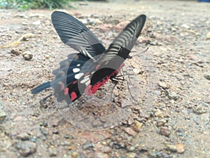 Common mormon is common species of swallotail butterfly widely distributed acros asia.common mormon on ground.