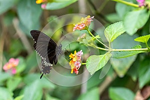 Common Mormon female Papilio polytes